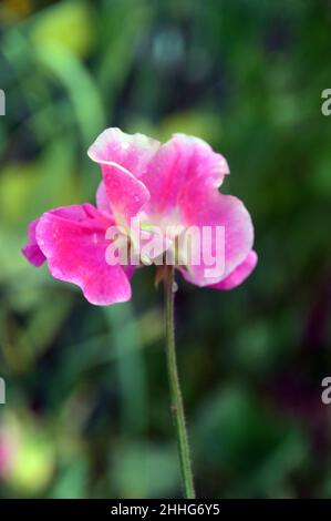 Pois roses et blancs (Lathyrus odoratus) fleurs cultivées dans le jardin des légumes de RHS Garden Harlow Carr, Harrogate, Yorkshire, Angleterre, Royaume-Uni. Banque D'Images