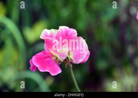 Pois roses et blancs (Lathyrus odoratus) fleurs cultivées dans le jardin des légumes de RHS Garden Harlow Carr, Harrogate, Yorkshire, Angleterre, Royaume-Uni. Banque D'Images