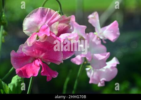 Pois roses et blancs (Lathyrus odoratus) fleurs cultivées dans le jardin des légumes de RHS Garden Harlow Carr, Harrogate, Yorkshire, Angleterre, Royaume-Uni. Banque D'Images