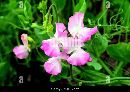 Pea douce rose pâle 'Gwendoline' (Lathyrus odoratus) cultivé dans le jardin des légumes de RHS Garden Harlow Carr, Harrogate, Yorkshire, Angleterre, Royaume-Uni. Banque D'Images