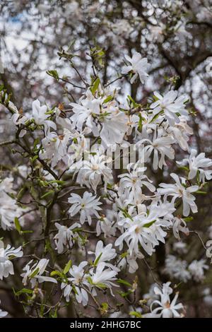 Magnolia stellata rosea fleurs blanches, étoile magnolia, plante dans la famille: Magnoliaceae. Banque D'Images