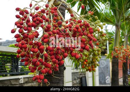 Les Arecaceae sont une famille de plantes à fleurs vivaces de l'ordre des Arecales.Leur forme de croissance peut être grimpeurs, arbustes, arbre-comme. Banque D'Images