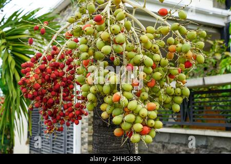 Les Arecaceae sont une famille de plantes à fleurs vivaces de l'ordre des Arecales.Leur forme de croissance peut être grimpeurs, arbustes, arbre-comme. Banque D'Images