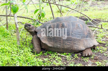 Galapagos Tortue géante (Chelonoidis nigra) herbe mangeant, île de Santa Cruz, parc national de Galapagos, Equateur. Banque D'Images