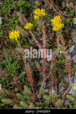 Roche Stonecrop, Sedum forsterianum en fleur dans les Alpes françaises. Banque D'Images