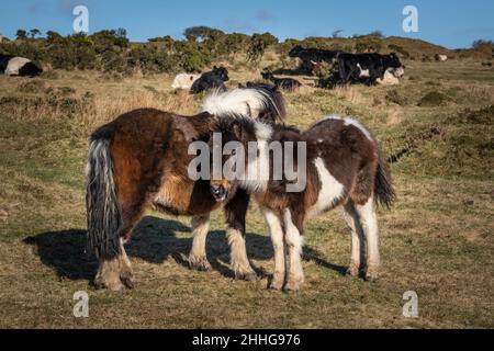 Une jument de Pony de Bodmin et son ennemi sur Minion Downs sur Bodmin Moor à Cornwall au Royaume-Uni. Banque D'Images