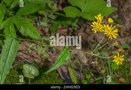 Barbe naissante de marais, Crepis paludosa, en fleur dans les prairies humides. Banque D'Images