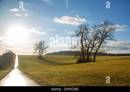 Sentier de randonnée à vélo avec rétro-éclairage et quelques vieux arbres solitaires près de Watzenborn à Hessia, Allemagne Banque D'Images