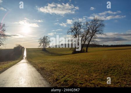 Sentier de randonnée à vélo avec rétro-éclairage et quelques vieux arbres solitaires près de Watzenborn à Hessia, Allemagne Banque D'Images