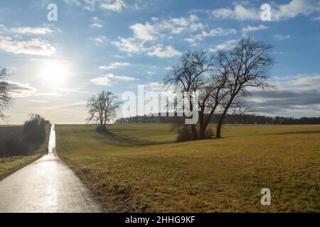 Sentier de randonnée à vélo avec rétro-éclairage et quelques vieux arbres solitaires près de Watzenborn à Hessia, Allemagne Banque D'Images