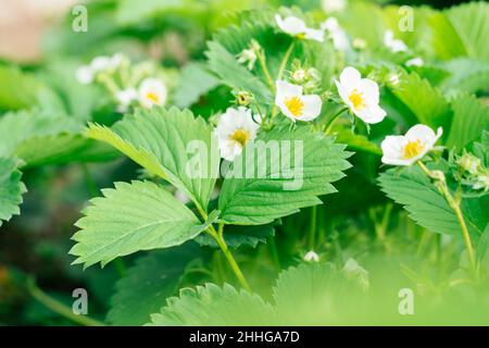 Les fleurs de fraises blanches fleuries avec des feuilles vertes poussent illuminées par la lumière du soleil sur le lit dans le jardin.Bio, vitamines, alimentation saine, agriculture, jardini Banque D'Images