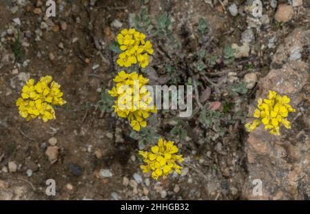 Alison de montagne, Alyssum montanum, en fleur dans les Alpes italiennes. Banque D'Images