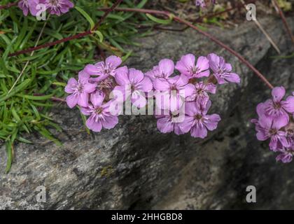 Soapwort touffeté, Saponaria caespitosa en fleur dans les Pyrénées. Banque D'Images