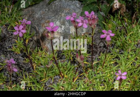 Soapwort touffeté, Saponaria caespitosa en fleur dans les Pyrénées. Banque D'Images