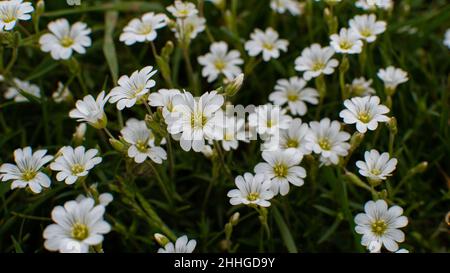 plusieurs fleurs blanches du champ commun de charme Banque D'Images