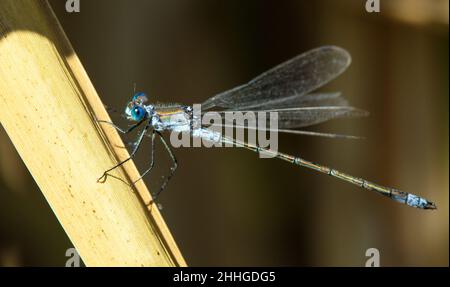 La libellule bleue Enallagma cyathigerum, la libelle bleue commune, le bluet commun ou le bluet du nord Banque D'Images