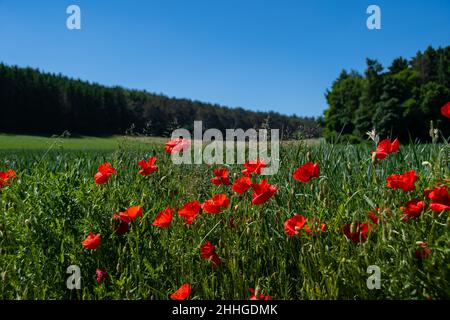 Magnifique panorama de paysage avec des coquelicots rouges dans l'Eifel Banque D'Images
