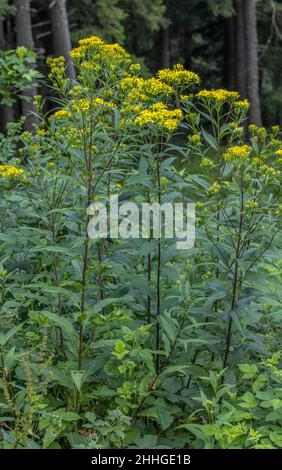 Ragoût de bois, Senecio ovatus subsp. Alpestris, en fleur dans les Alpes françaises. Banque D'Images