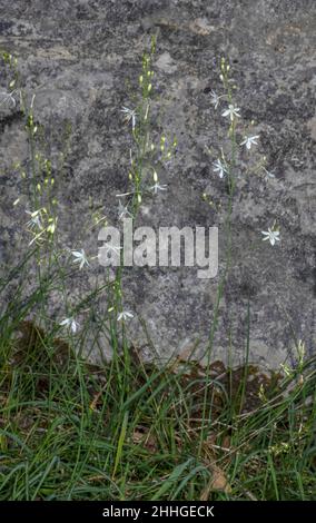 Nénuphars-nénuphars ramifié, Anthericum ramosum en fleur sur des roches calcaires, France. Banque D'Images