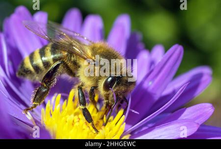 Abeille ou abeille en latin APIs mellifera, abeille européenne ou occidentale assise sur la fleur bleue jaune violette ou violette Banque D'Images