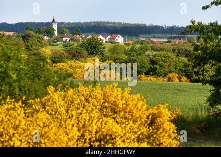 Cytisus scoparius, le balai commun ou Scotch balai jaune floraison en floraison et Budisov village, République Tchèque Banque D'Images