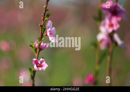 Fleurs roses et arbres de pêche dans le verger. Banque D'Images