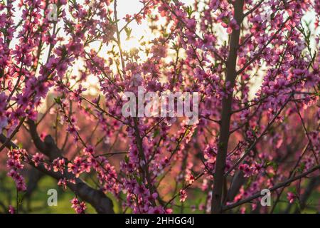 Fleurs roses et arbres de pêche dans le verger. Banque D'Images