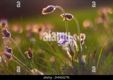 Printemps fleur colorée dans la prairie passerine à grandes fleurs - Pulsatilla grandis.La photo a un beau bokeh. Banque D'Images