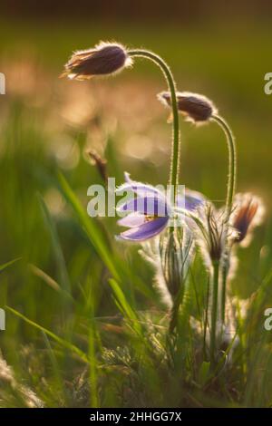 Printemps fleur colorée dans la prairie passerine à grandes fleurs - Pulsatilla grandis.La photo a un beau bokeh. Banque D'Images