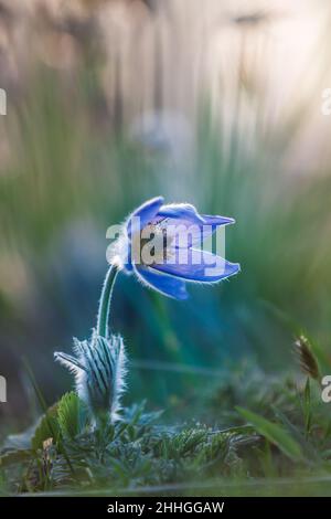Printemps fleur colorée dans la prairie passerine à grandes fleurs - Pulsatilla grandis.La photo a un beau bokeh. Banque D'Images