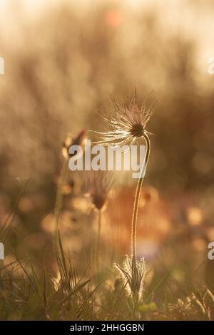 Printemps fleur colorée dans la prairie passerine à grandes fleurs - Pulsatilla grandis.La photo a un beau bokeh. Banque D'Images