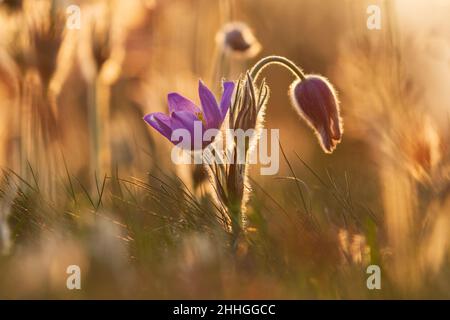 Printemps fleur colorée dans la prairie passerine à grandes fleurs - Pulsatilla grandis.La photo a un beau bokeh. Banque D'Images