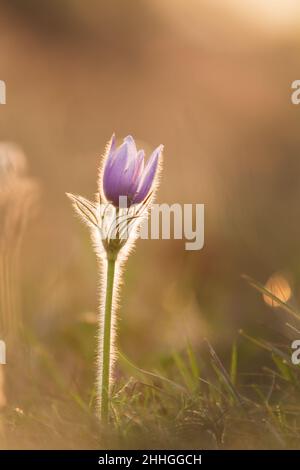Printemps fleur colorée dans la prairie passerine à grandes fleurs - Pulsatilla grandis.La photo a un beau bokeh. Banque D'Images