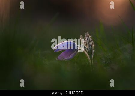 Printemps fleur colorée dans la prairie passerine à grandes fleurs - Pulsatilla grandis.La photo a un beau bokeh. Banque D'Images