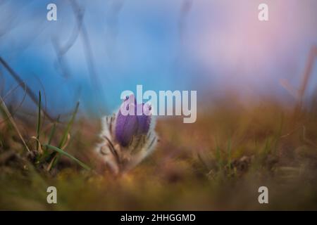 Pasque fleurit sur le champ de printemps.Photo Pulsatilla grandis avec beau bokeh. Banque D'Images