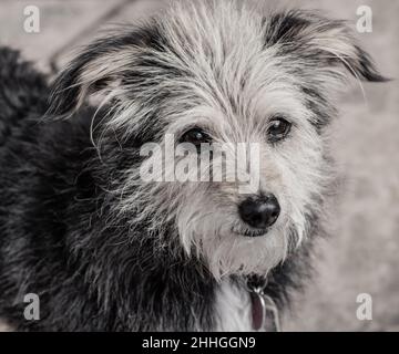 Gros plan sur le visage du chien Terrier boueux. Banque D'Images