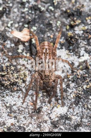 Araignée de renard de Pâques (Alopecosa barbipes), Lycosidae.Sussex Royaume-Uni Banque D'Images