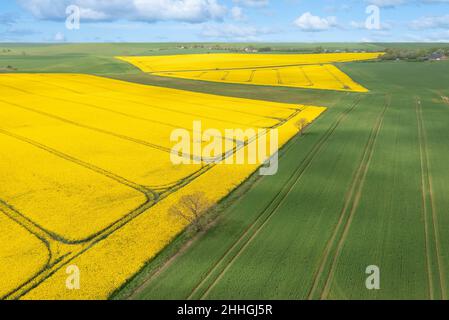 Champs de canola pris d'un drone. Banque D'Images