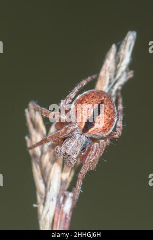 Gorse Orbweaver (Agalenatea redii) araignée Orbe femelle, forme peu commune EPSILON.Sussex, Royaume-Uni Banque D'Images