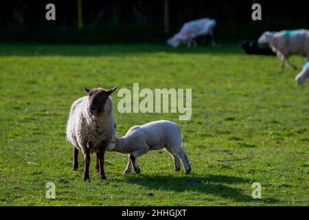 L'agneau suce jusqu'à sa mère dans un champ de moutons Banque D'Images