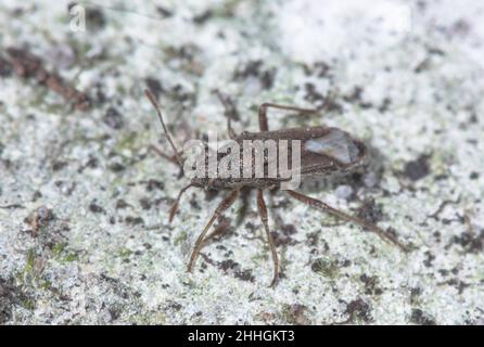 Insecte rare (Ortholomus punctipennis), Lygaeidae.Sussex, Royaume-Uni Banque D'Images