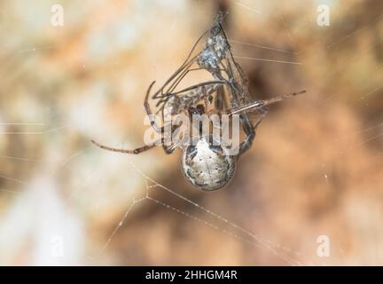 Araignée sectorielle à flancs rouges (Zygiella atrica), Araneidae.Sussex, Royaume-Uni Banque D'Images