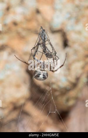 Araignée sectorielle à flancs rouges (Zygiella atrica), Araneidae.Sussex, Royaume-Uni Banque D'Images