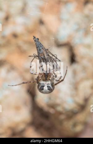 Araignée sectorielle à flancs rouges (Zygiella atrica), Araneidae.Sussex, Royaume-Uni Banque D'Images