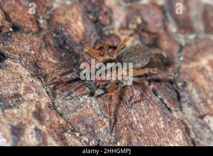 Rare sac Spider (Scotina celans), Liocranidae.Sussex, Royaume-Uni Banque D'Images