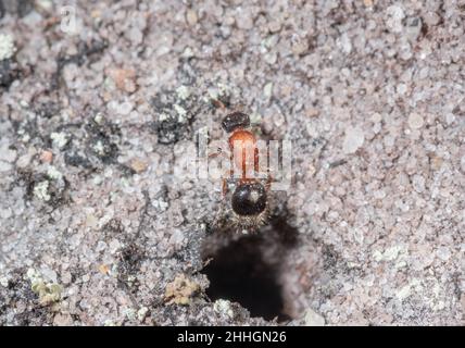 Petite Velvet Ant femelle (Smicromyrme rufipes), Mutillidae.Sussex, Royaume-Uni Banque D'Images