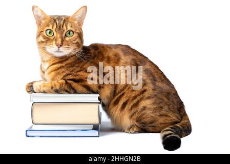 Le chat domestique rouge repose sur une pile de livres sur un fond blanc. Banque D'Images