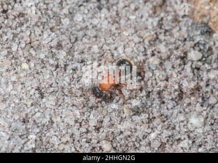 Petite Velvet Ant femelle (Smicromyrme rufipes), Mutillidae.Sussex, Royaume-Uni Banque D'Images