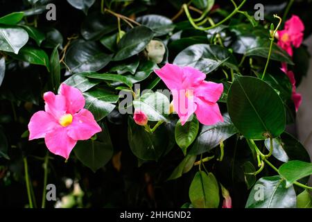 Gros plan de deux délicates fleurs de prink vif de la plante de Mandevilla, communément connue sous le nom de rocktrompette, dans une casserole en lumière directe du soleil dans un jour ensoleillé d'été, b Banque D'Images