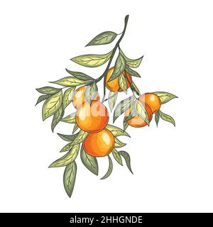 Illustration du vecteur Mandarin branches.Fruits botaniques millésimes. Illustration de Vecteur
